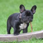 Your Dog will Love this Pet-Friendly Apartment + Tips to Keep Fido Cool This Summer